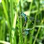 长叶异痣蟌 Ischnura elegans (Vanderl, 1820) 动物世界