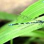 蓝纹蟌 Coenagrion dyeri Fraser 动物世界