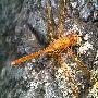 大黃赤蜻 Sympetrum uniforme Selys 動物世界