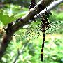闪蓝丽大蜻 Epophthalmia elegans Brauer 动物世界