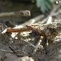 直翅目未知种类2 动物世界