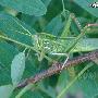 棉蝗 Chondracris rosee 动物世界