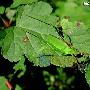 似织螽 Hexacentrus sp. 动物世界