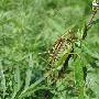 暗褐蝈螽 Gampsocleis sedakovii obscura (Walker,1869) 动物世界