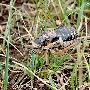 懒螽 Deracantha onos (Pallas,1772) 动物世界