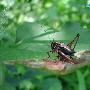 伊螽 Eobiana sp. 动物世界