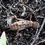 蝼蛄 Gryllotalpa sp. 动物世界