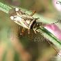 三点盲蝽 Adelphocoris fasiaticollis Reuter 动物世界
