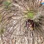 斑须蝽 Dolycoris baccarum (Linnaeus) 动物世界