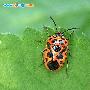 菜蝽(河北菜蝽) Eurydema dominulus 动物世界