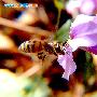 蜜蜂 Apis sp. 动物世界