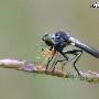 双翅目 食虫虻科 动物世界