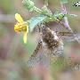 双翅目 蜂虻科 动物世界