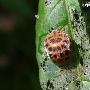 马铃薯瓢虫 Henosepilachna vigintioctomaculata(Motschulsky) 动物世界