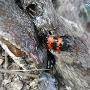 大红斑葬甲 Nicrophorus japonicus Harold 动物世界