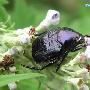 琉璃弧丽金龟 Popillia flavosellata Fairmaire 动物世界