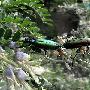 绿芫菁 Lytta caraganae Pallas 动物世界