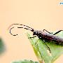 红缘亚天牛 Asias halodendri Pallas 动物世界