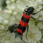 Trichodes sp. 动物世界