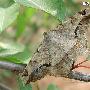 槐尺蠖 Semiothisa cinerearia Bremer et Grey 动物世界