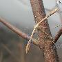 甘薯羽蛾 Pterophorus monodactylus Linnaeus 动物世界