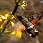 小豆长喙天蛾 Macroglossum stellatarum Linnaeus 动物世界
