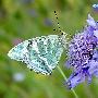 绿豹蛱蝶 Argynnis paphia (Linnaeus) 动物世界