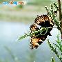 荨麻蛱蝶 Aglais urticae (Linnaeus) 动物世界
