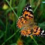 小红蛱蝶 Vanessa cardui Linnaeus 动物世界