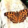 黄钩蛱蝶 Ｐolygnia c-aureum Linnaeus 动物世界
