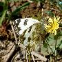 云粉蝶 Pontia daplidice Linnaeus 动物世界