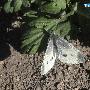 菜粉蝶 Pieris rapae Linnaeus 动物世界