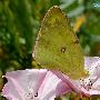 直缘豆粉蝶Colias erate Esper 动物世界