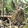 蟾眼蝶 Triphysa phryne (Pallas) 动物世界