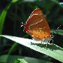 线灰蝶 Thecla betulae Linnaeus 动物世界
