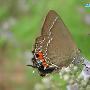 洒灰蝶 Satyrium sp. 动物世界