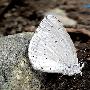 琉璃灰蝶 Celastrina argiolus Linnaeus 动物世界