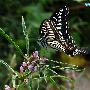 柑橘凤蝶 Papilio xuthus Linnaeus 动物世界