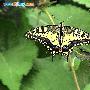 金凤蝶 Papilio machaon Linnaeus 动物世界