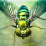 艳丽的苍蝇【绚丽昆虫微距照片】 动物世界