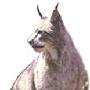 猞猁（Felis lynx）(图) 动物世界