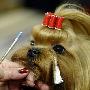 约克郡犬【美国威斯敏斯特犬展 各路爱犬秀风采】 动物世界