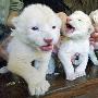 白色狮子【世界上最昂贵的家养宠物】 动物世界
