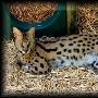 草原猫【世界上最昂贵的家养宠物】 动物世界