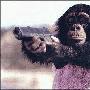 黑猩猩【世界上最昂贵的家养宠物】 动物世界