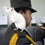 受訓寵物鼠身份轉換成排雷兵 動物世界