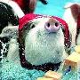 俄罗斯办新颖“小猪奥运会” 动物世界