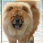 松狮犬(Chow Chow)多功能的万能犬 动物世界