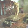 热辣模特郑猫猫 动物世界