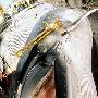 杀戮：记录人类残忍的捕鲸过程 动物世界